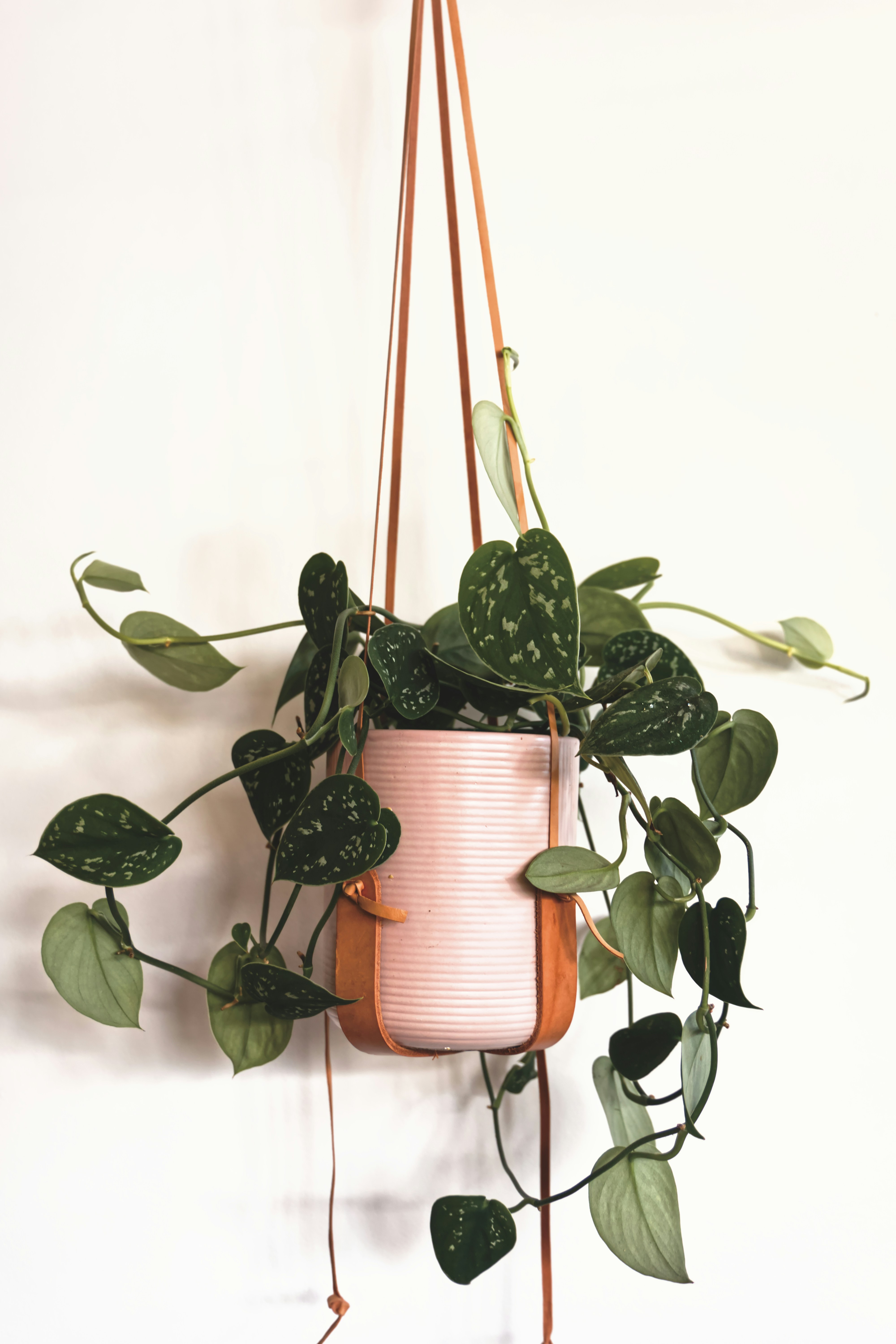 Hanging Plants